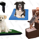 Image for article titled Seven Products That Will Make Your Senior Dog's Life So Much Easier
